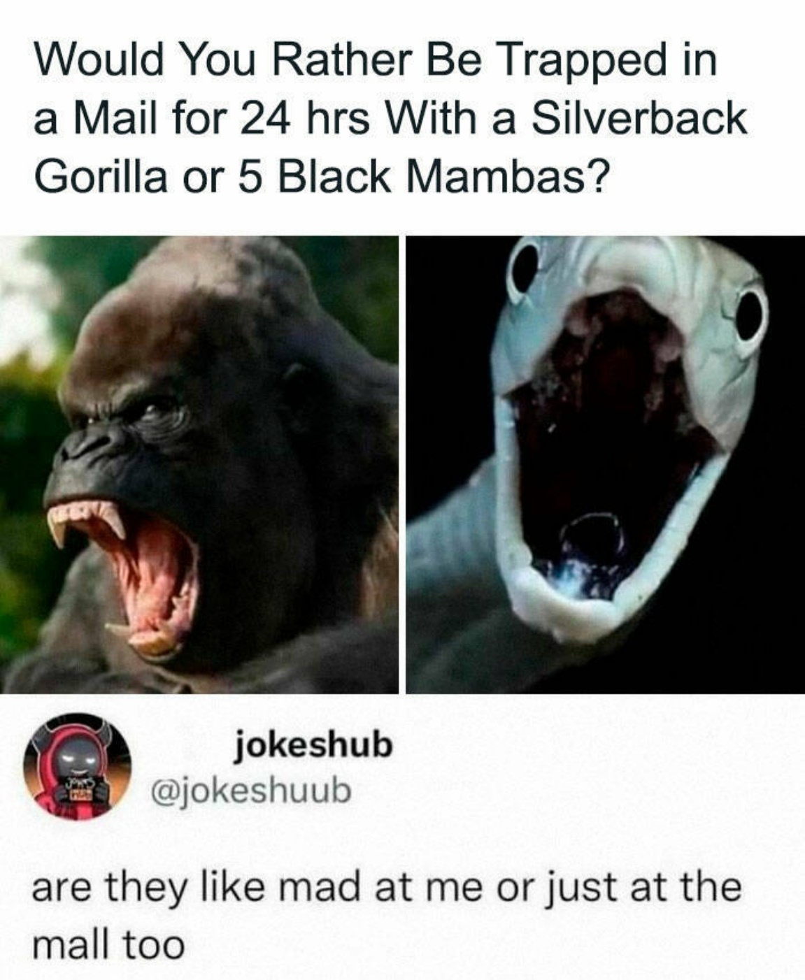 You Animal