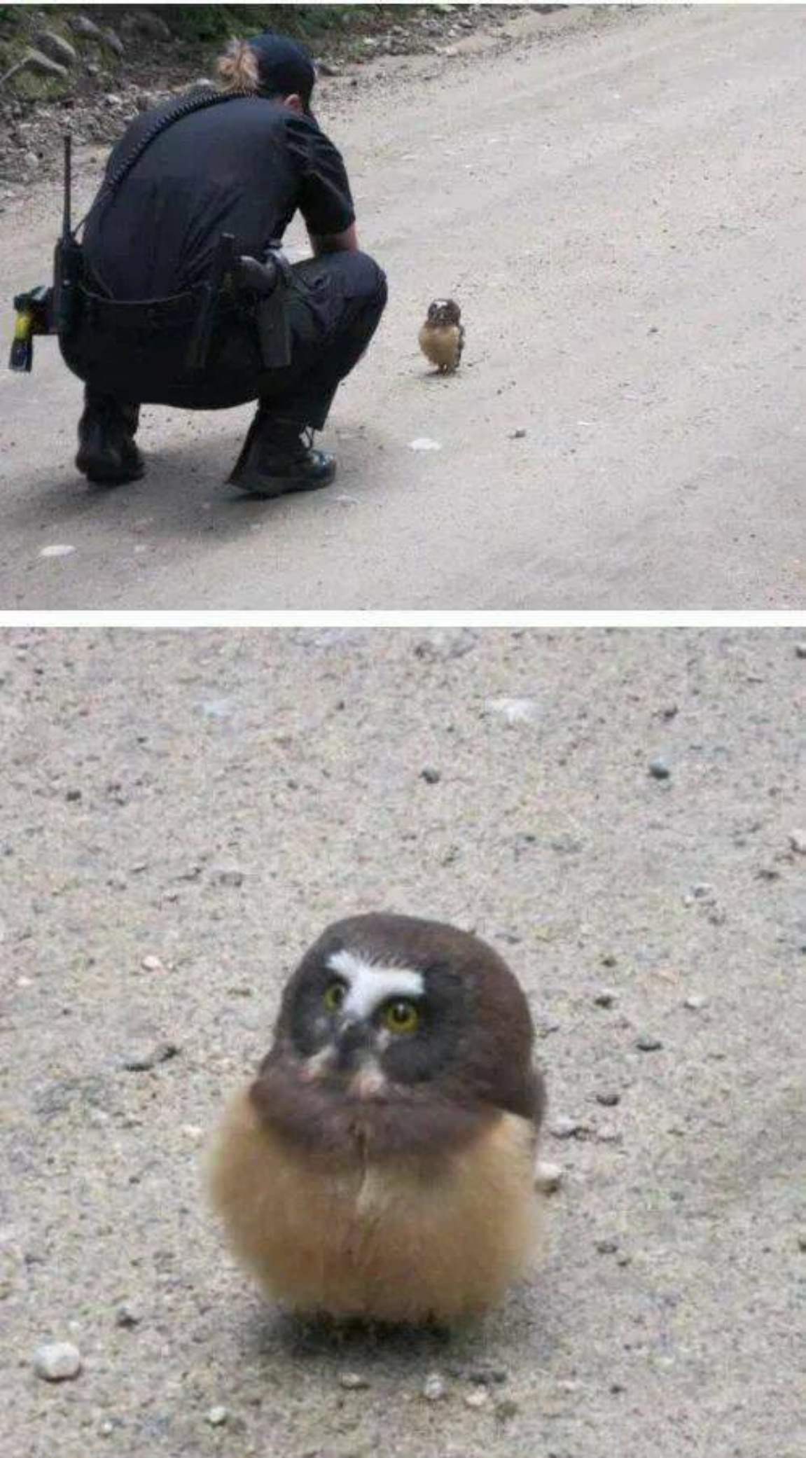 You Animal