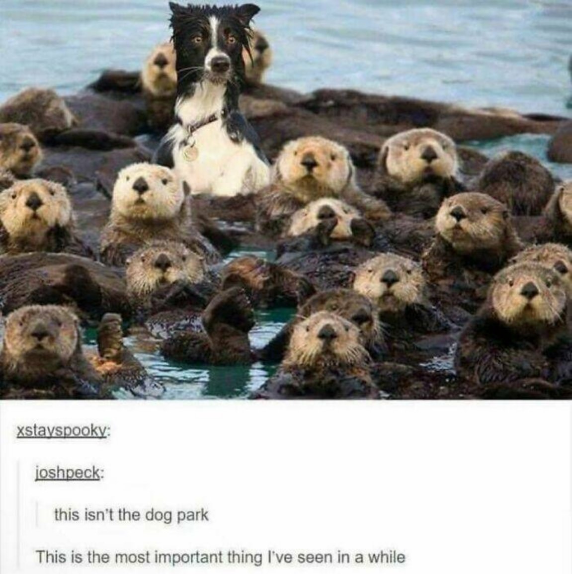 You Animal