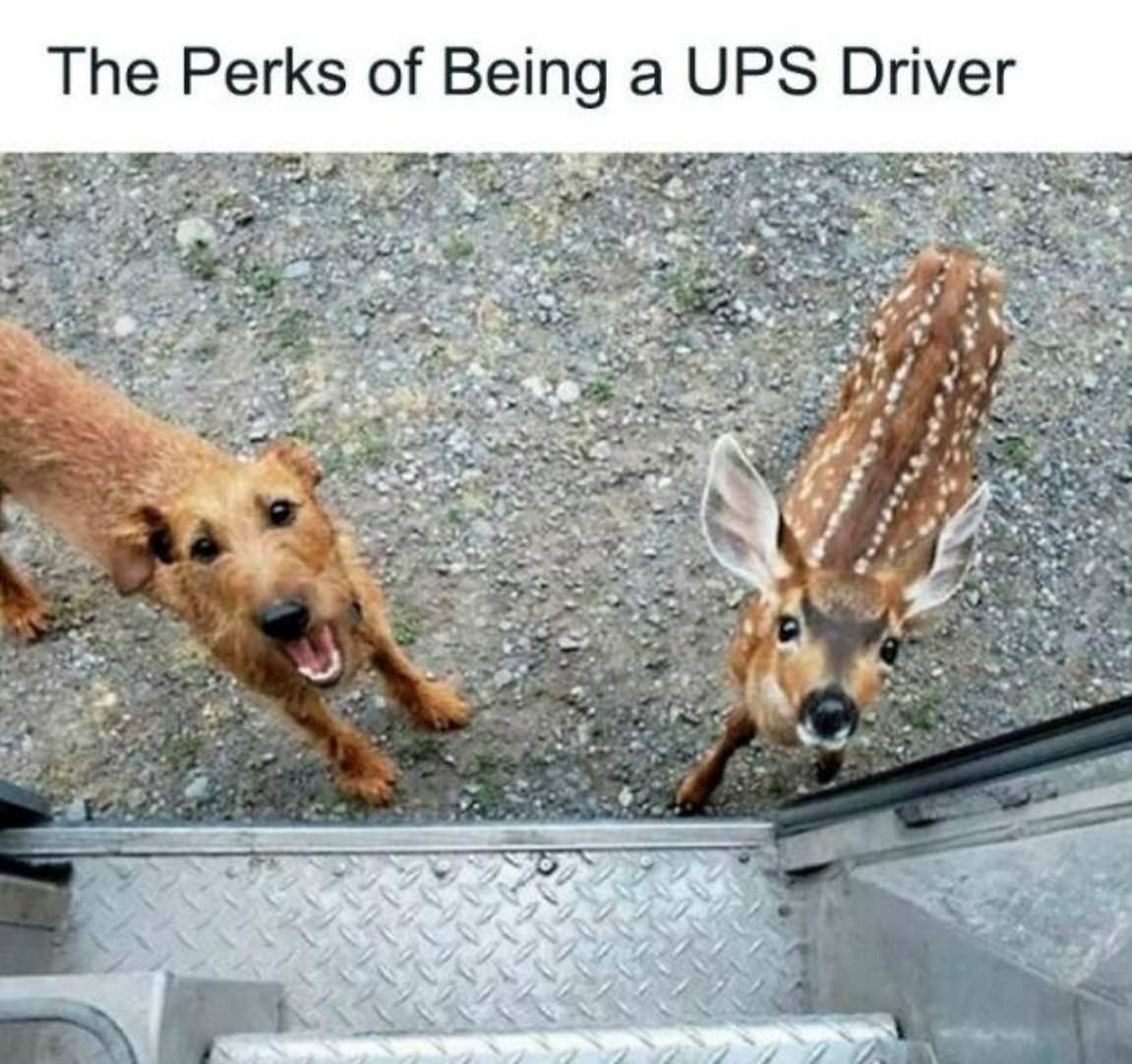 You Animal