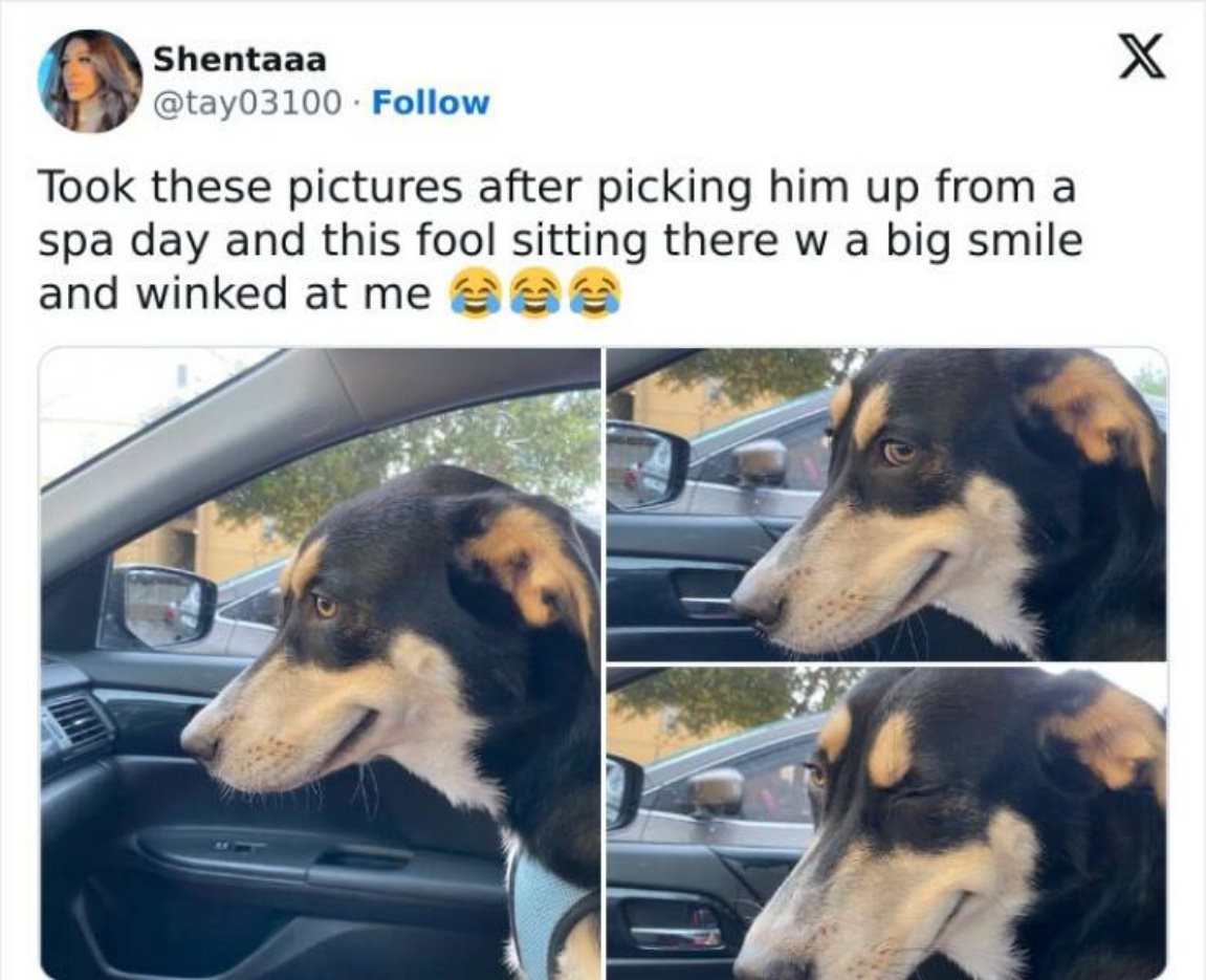 You Animal