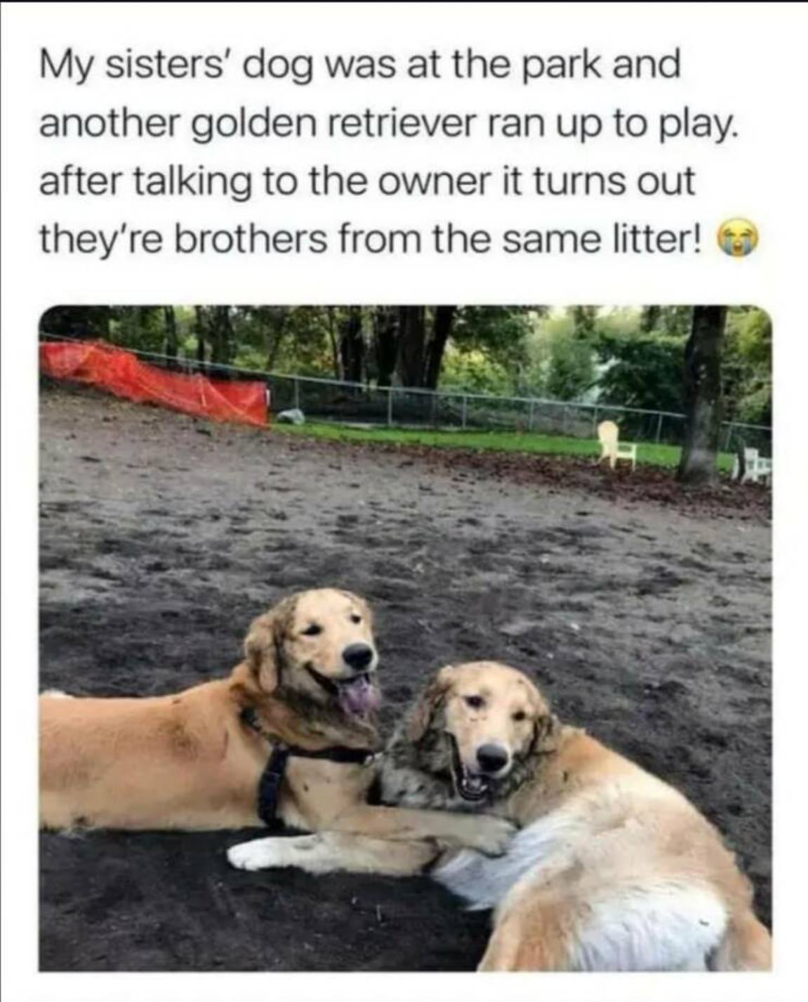 You Animal