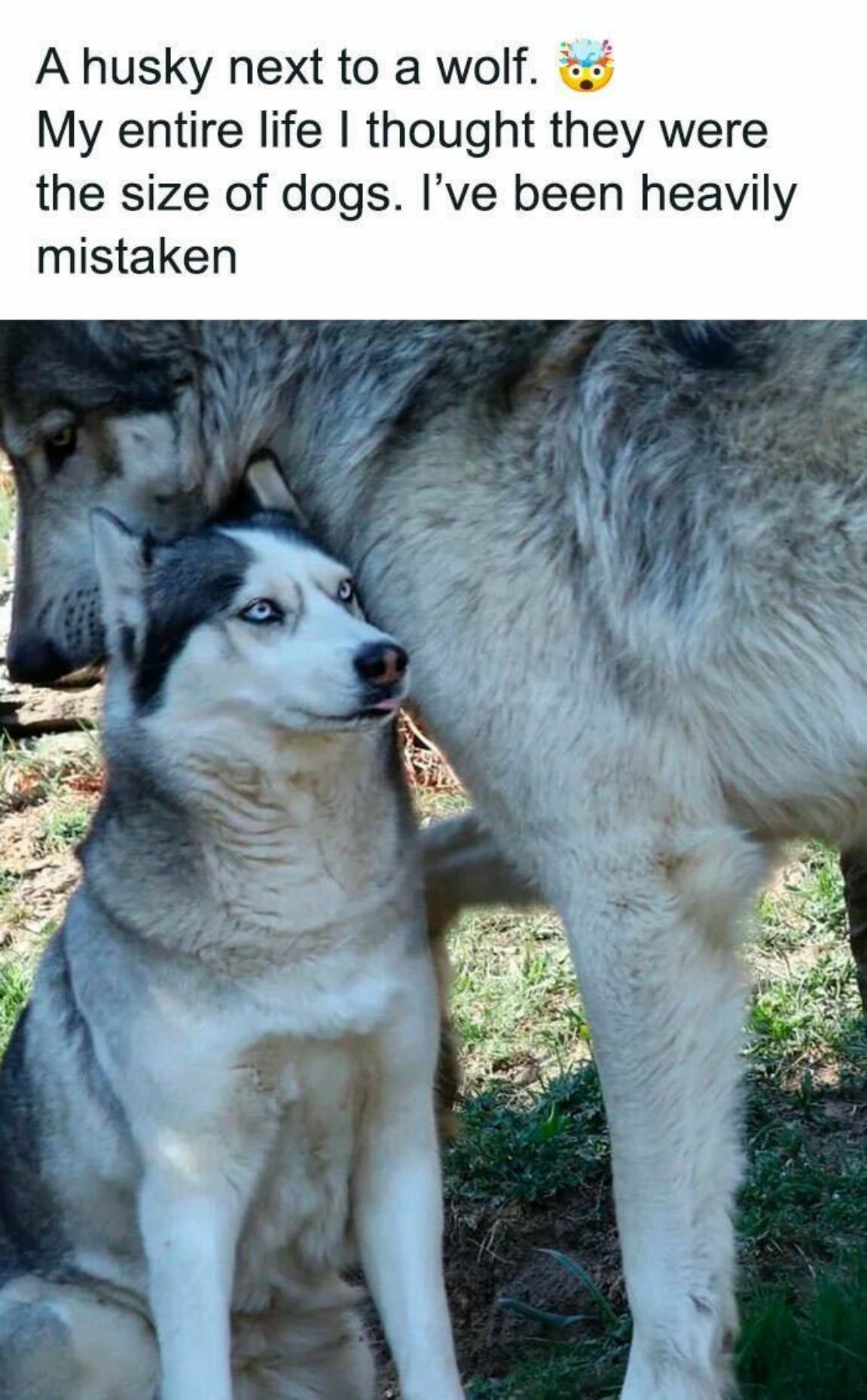 You Animal