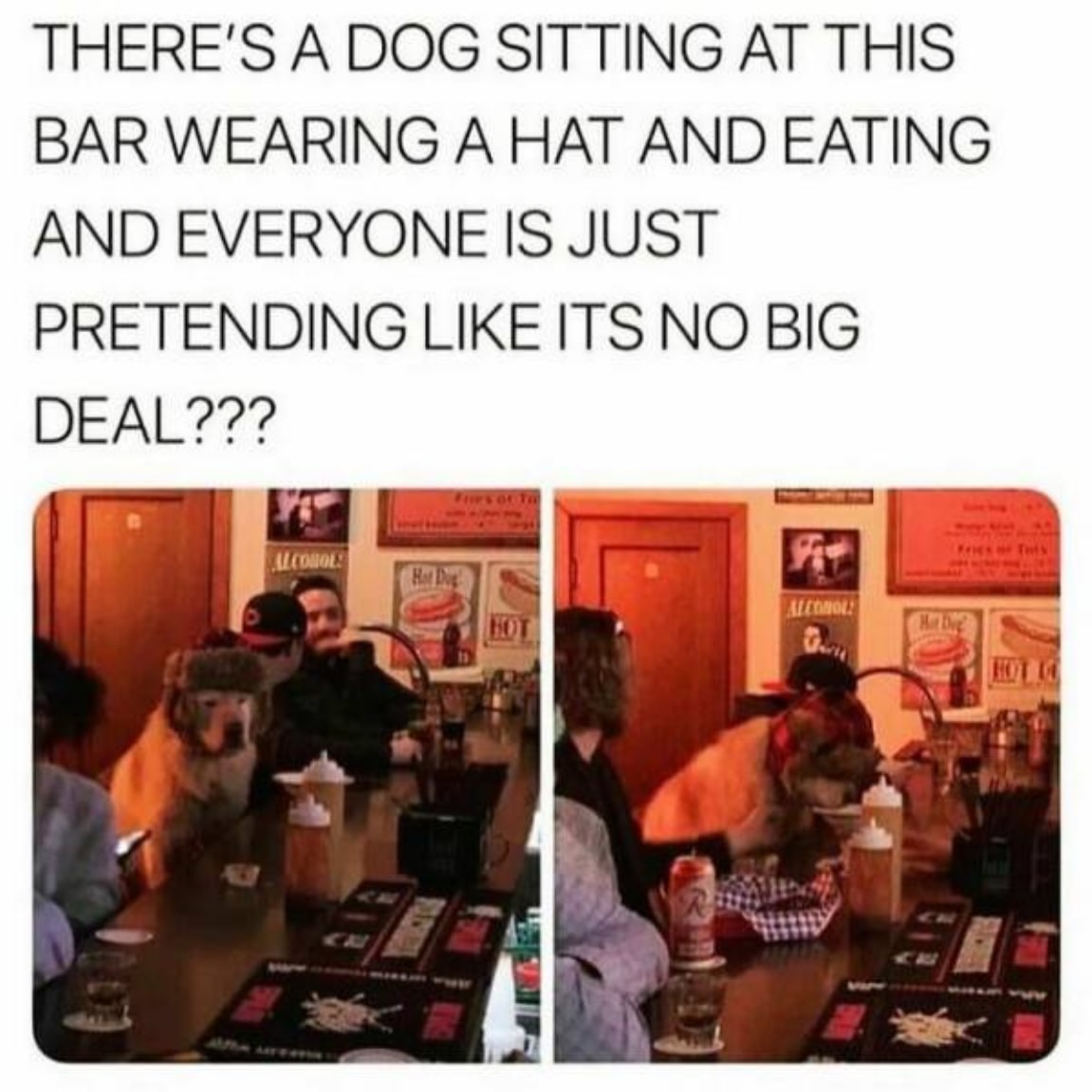 You Animal