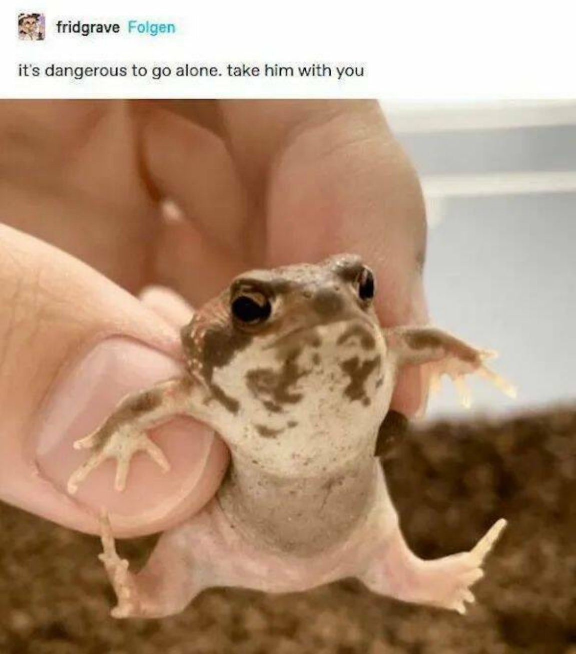 You Animal