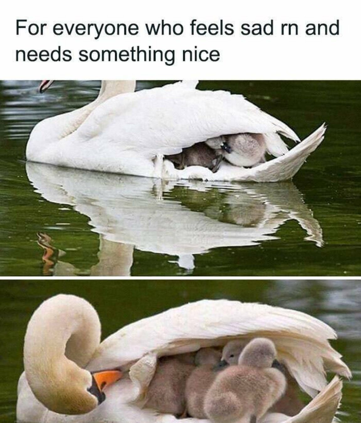 You Animal