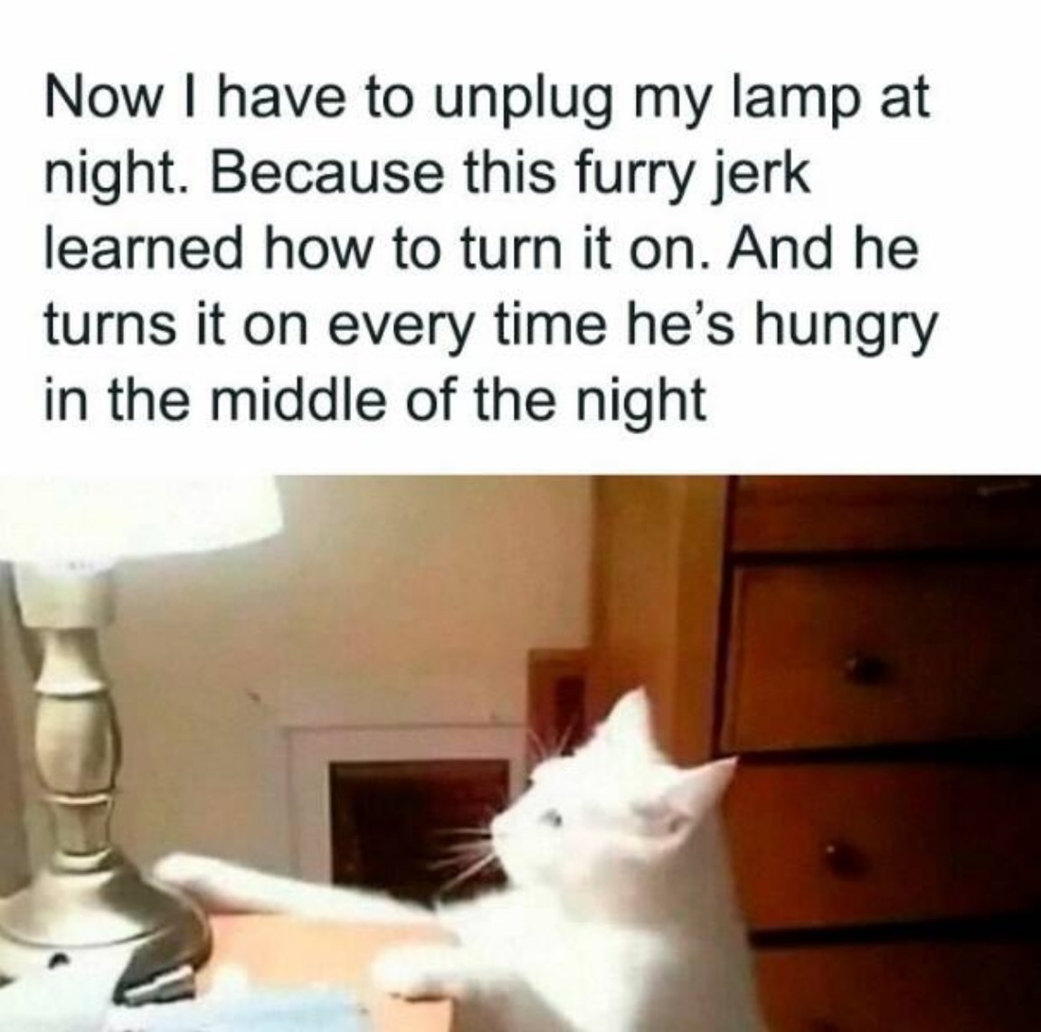 You Animal