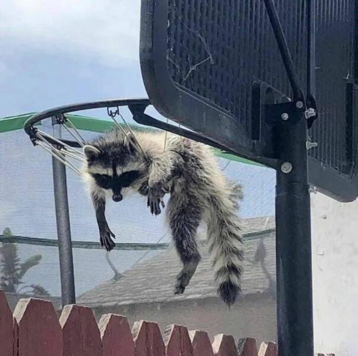 You Animal