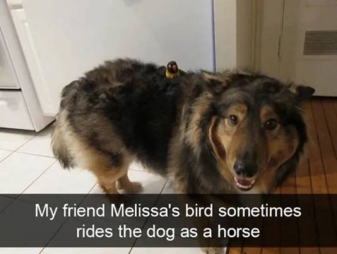 You Animal