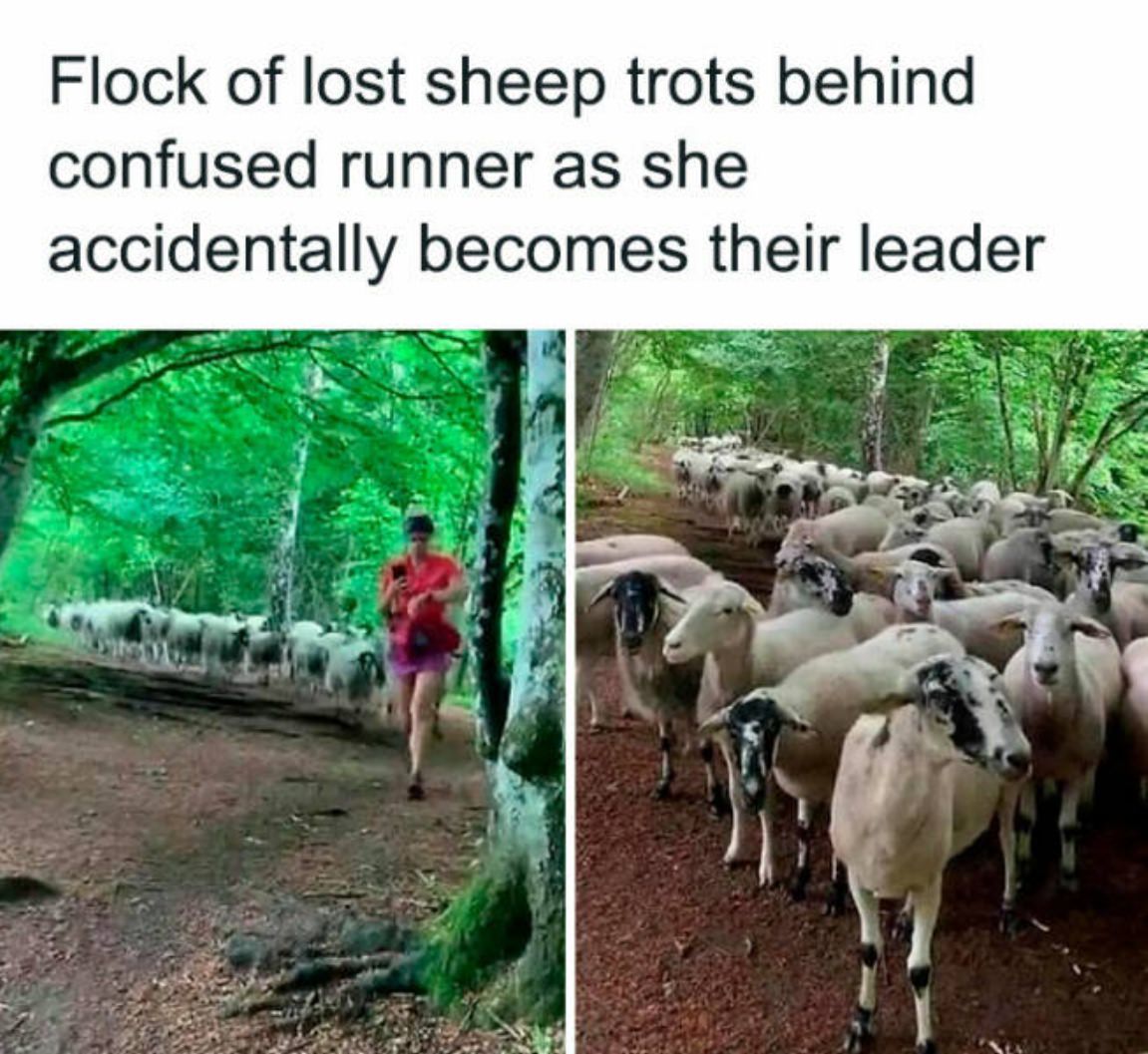You Animal