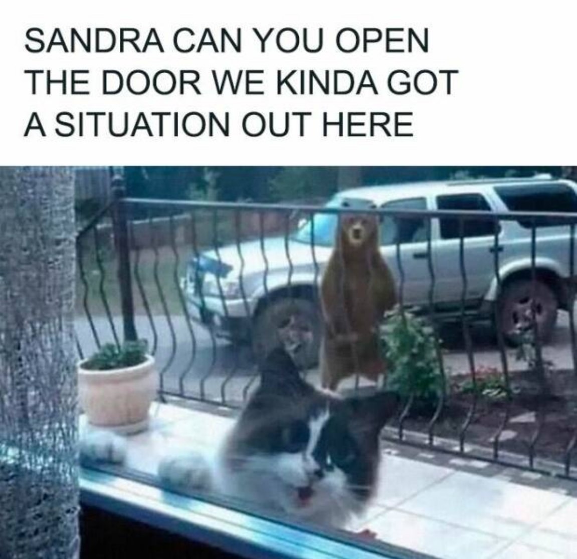You Animal