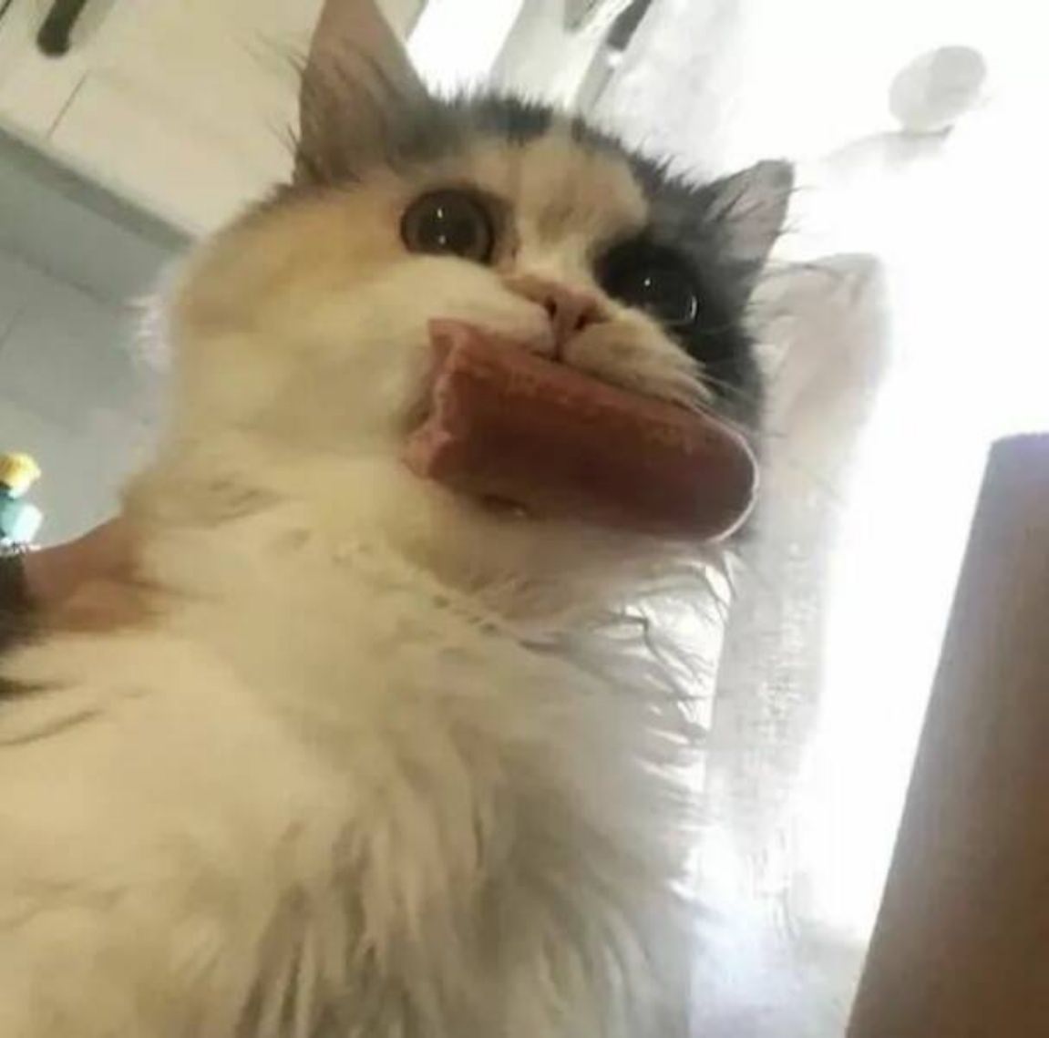 You Animal