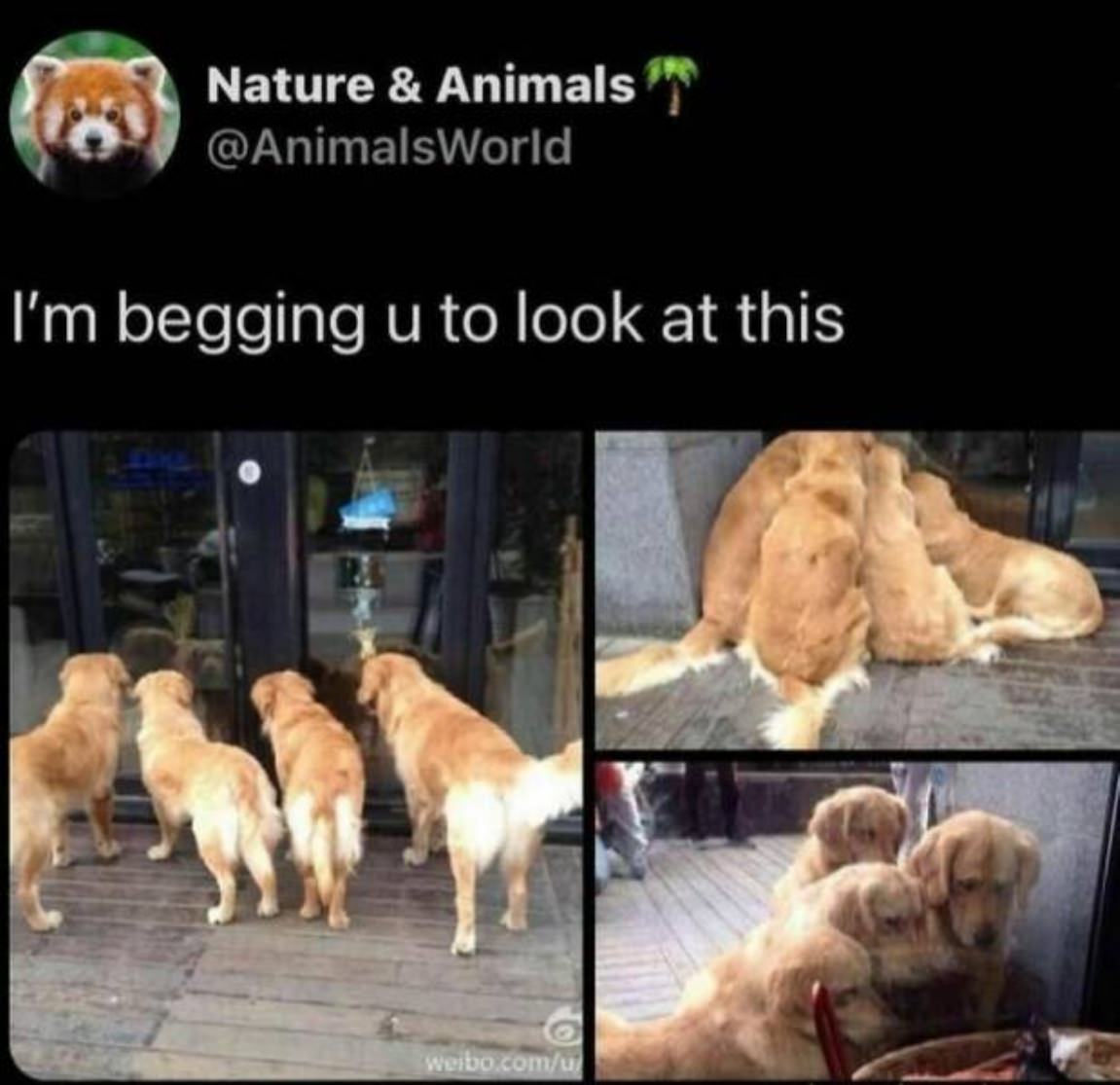 You Animal