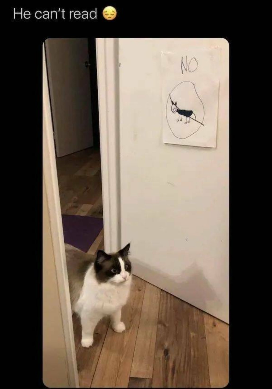 You Animal