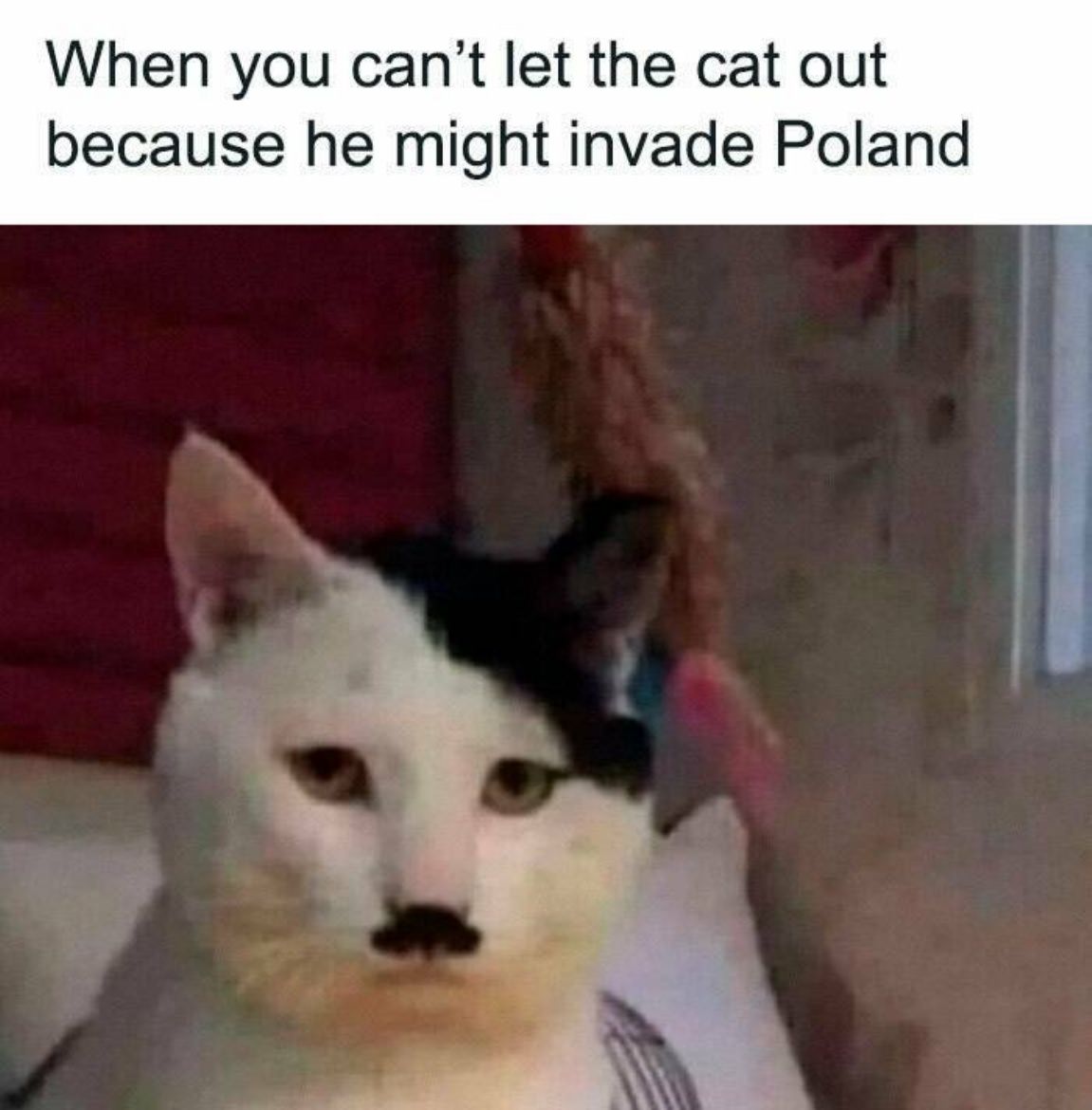You Animal