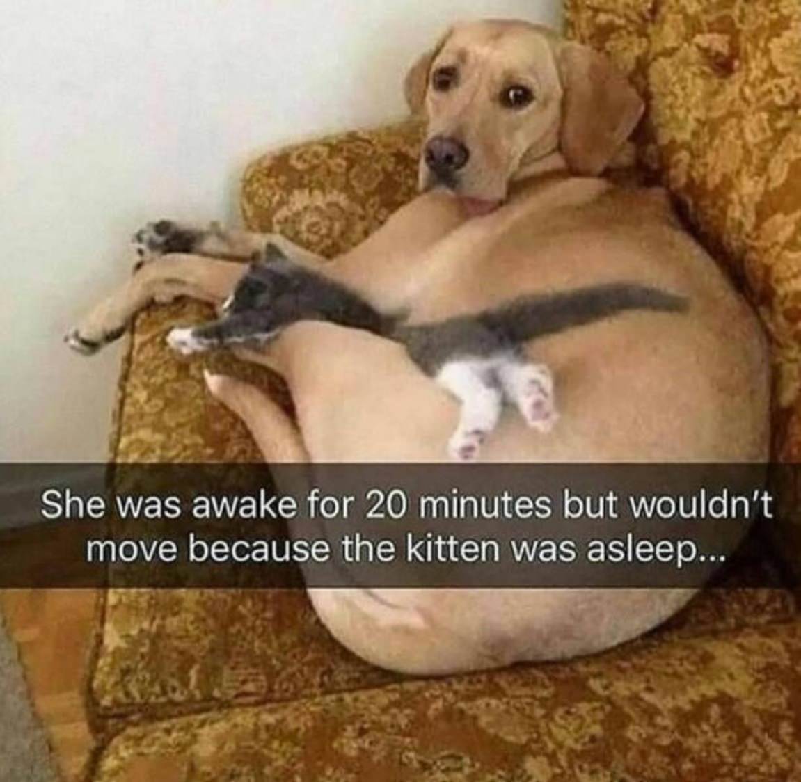 You Animal