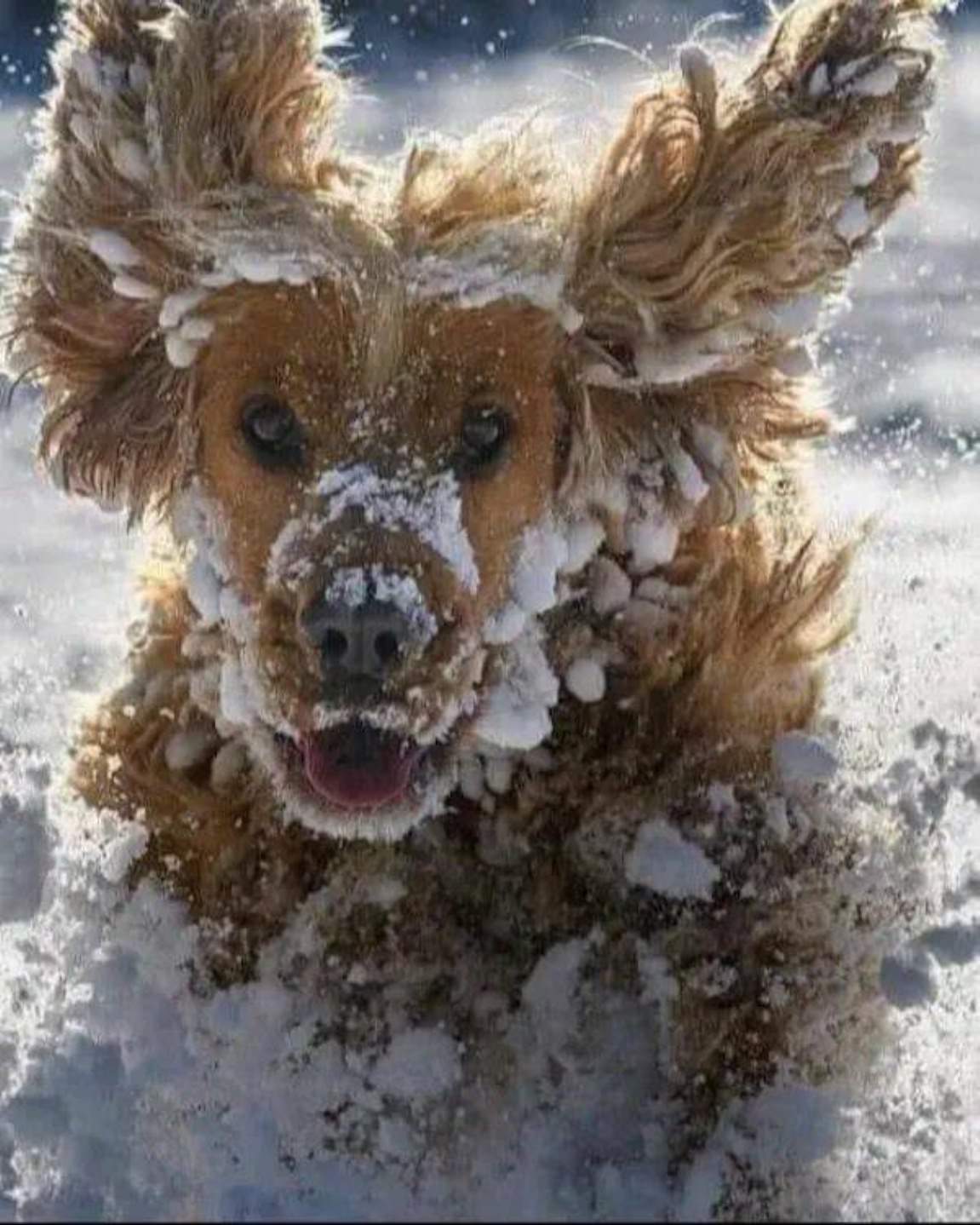 You Animal