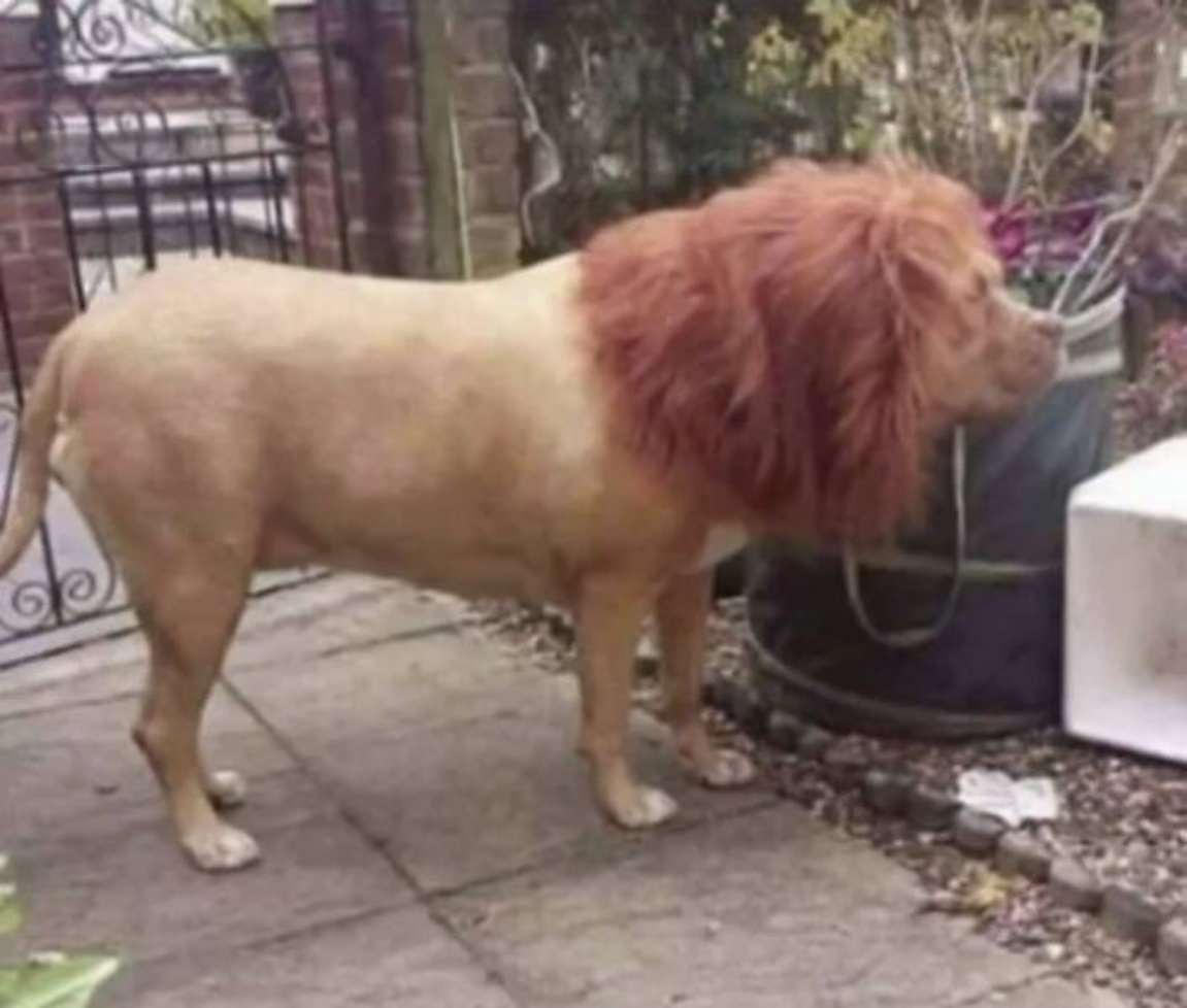 You Animal