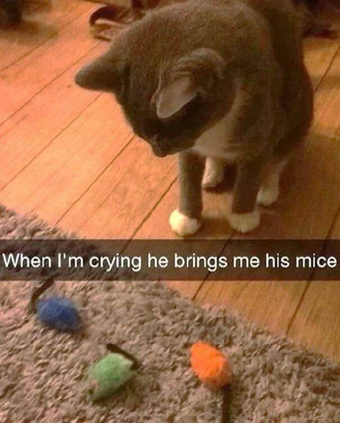You Animal
