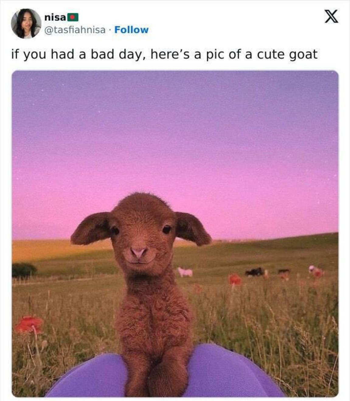 You Animal