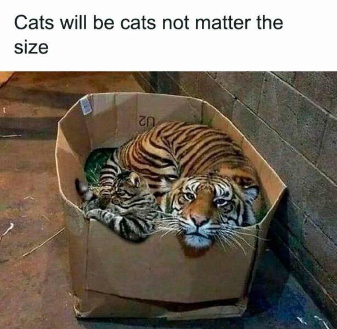 You Animal