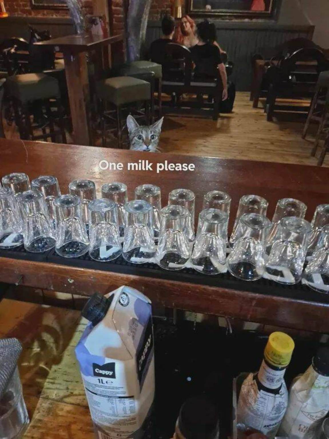 You Animal