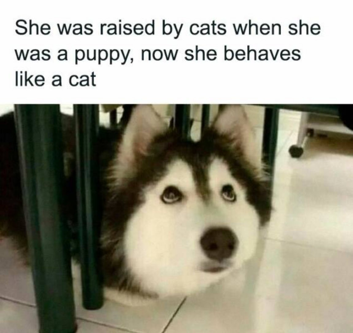 You Animal