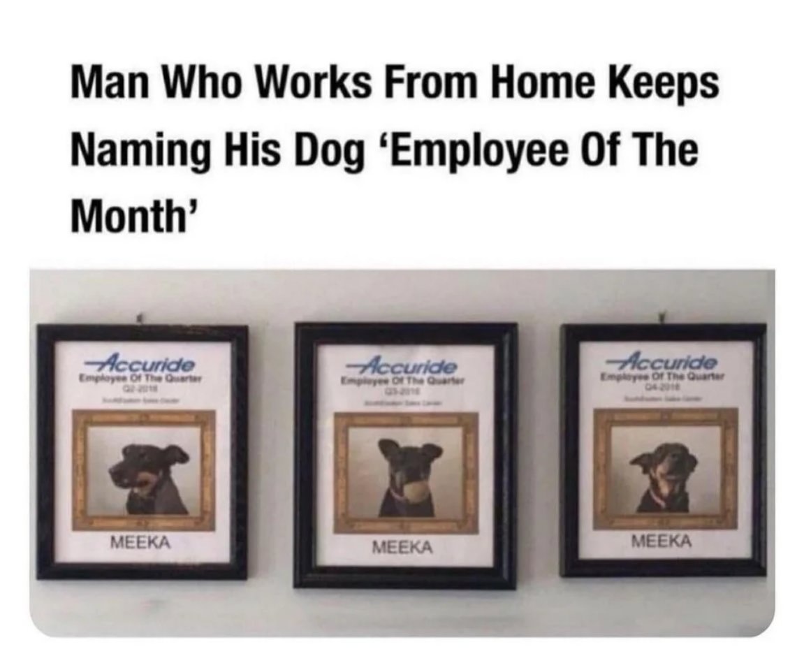 You Animal
