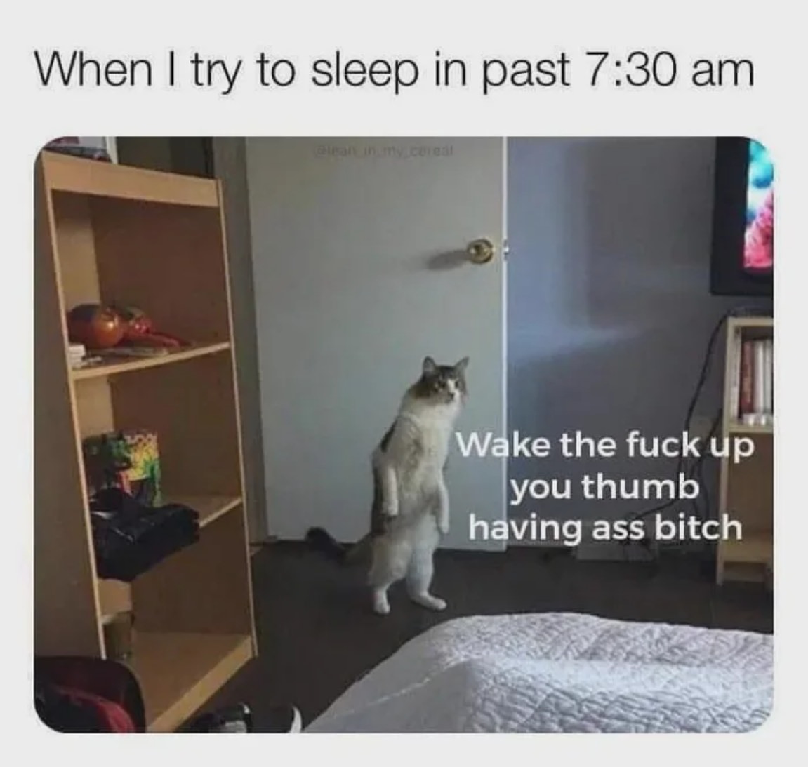 You Animal