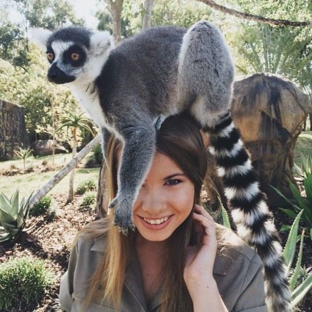 animals