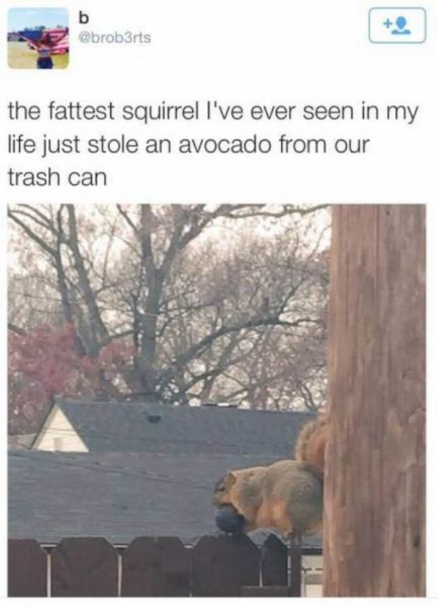 animals