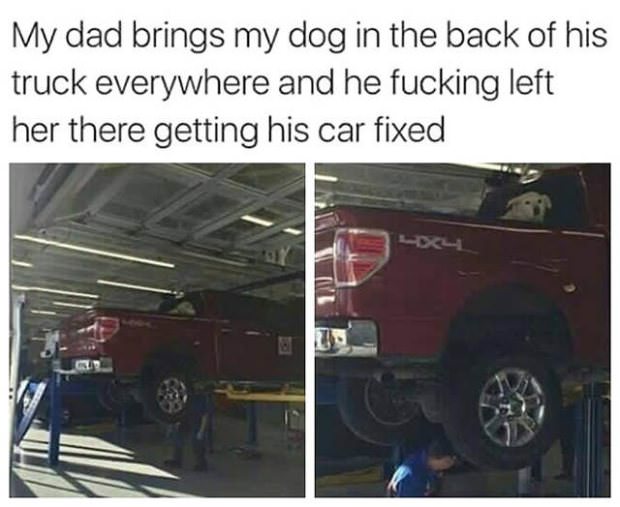 animals