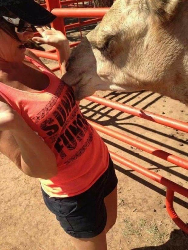 animals