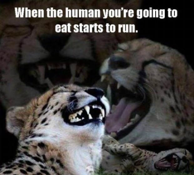 animals