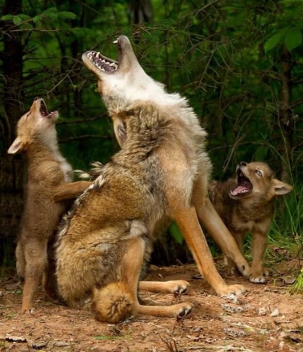 animals