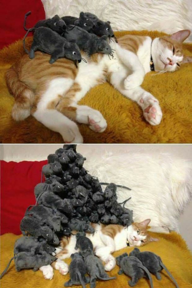 animals