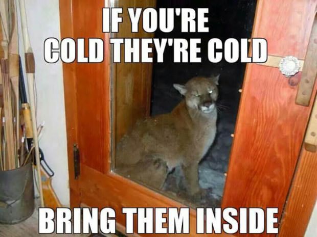 animals