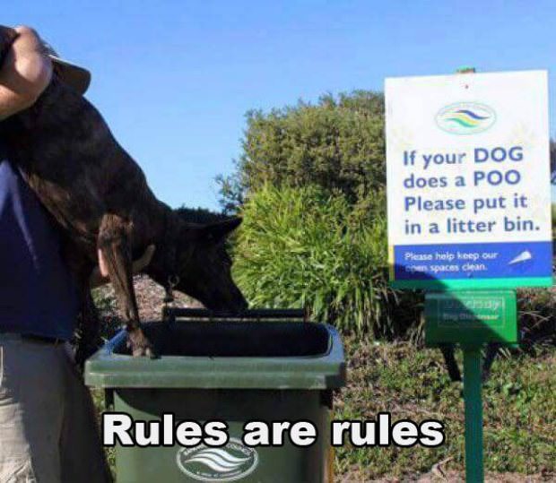 animals
