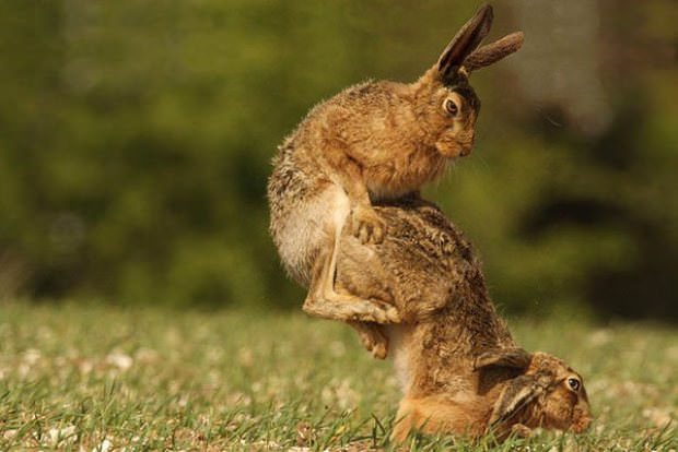 animals