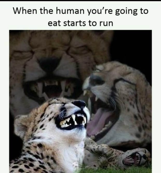 animals