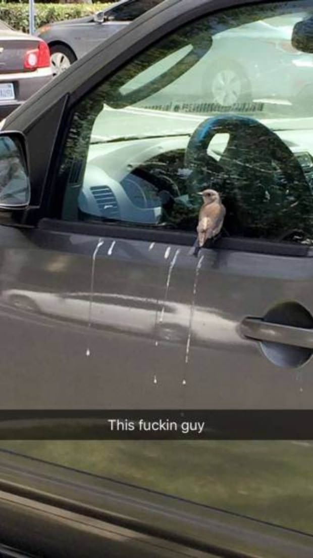 animals