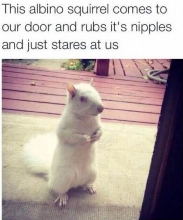 animals