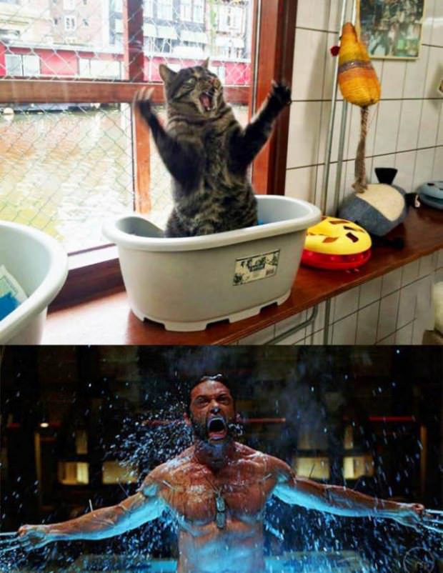 animals