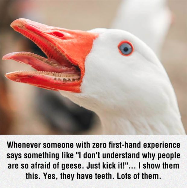 animals