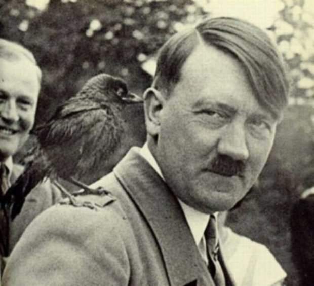 animals