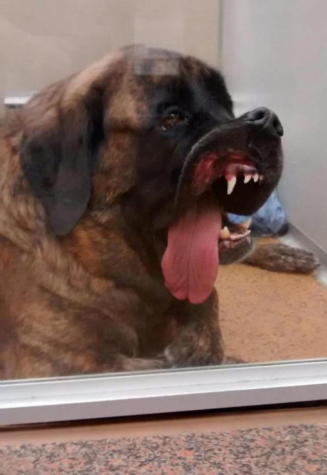 animal