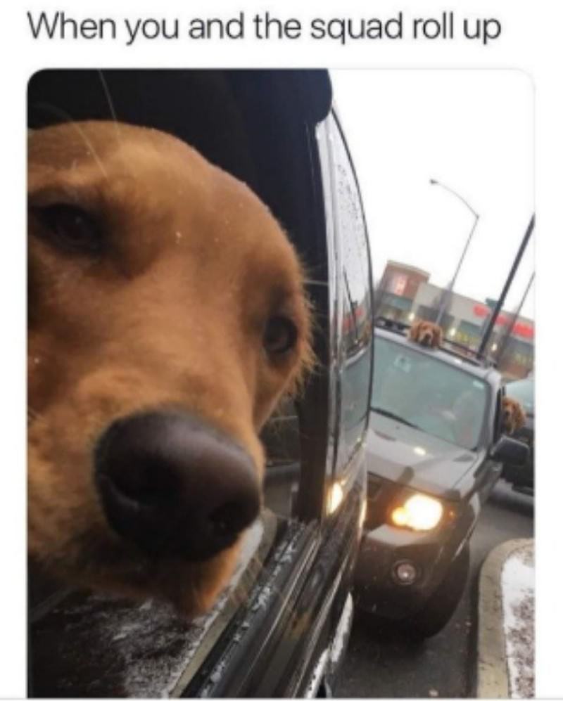 You Animal