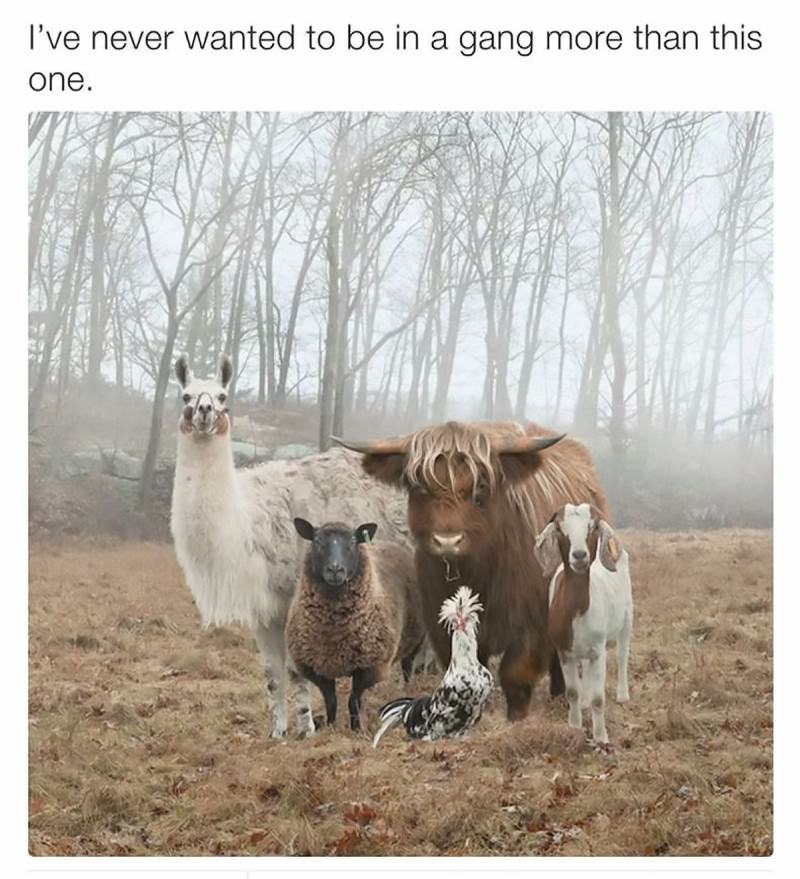 You Animal