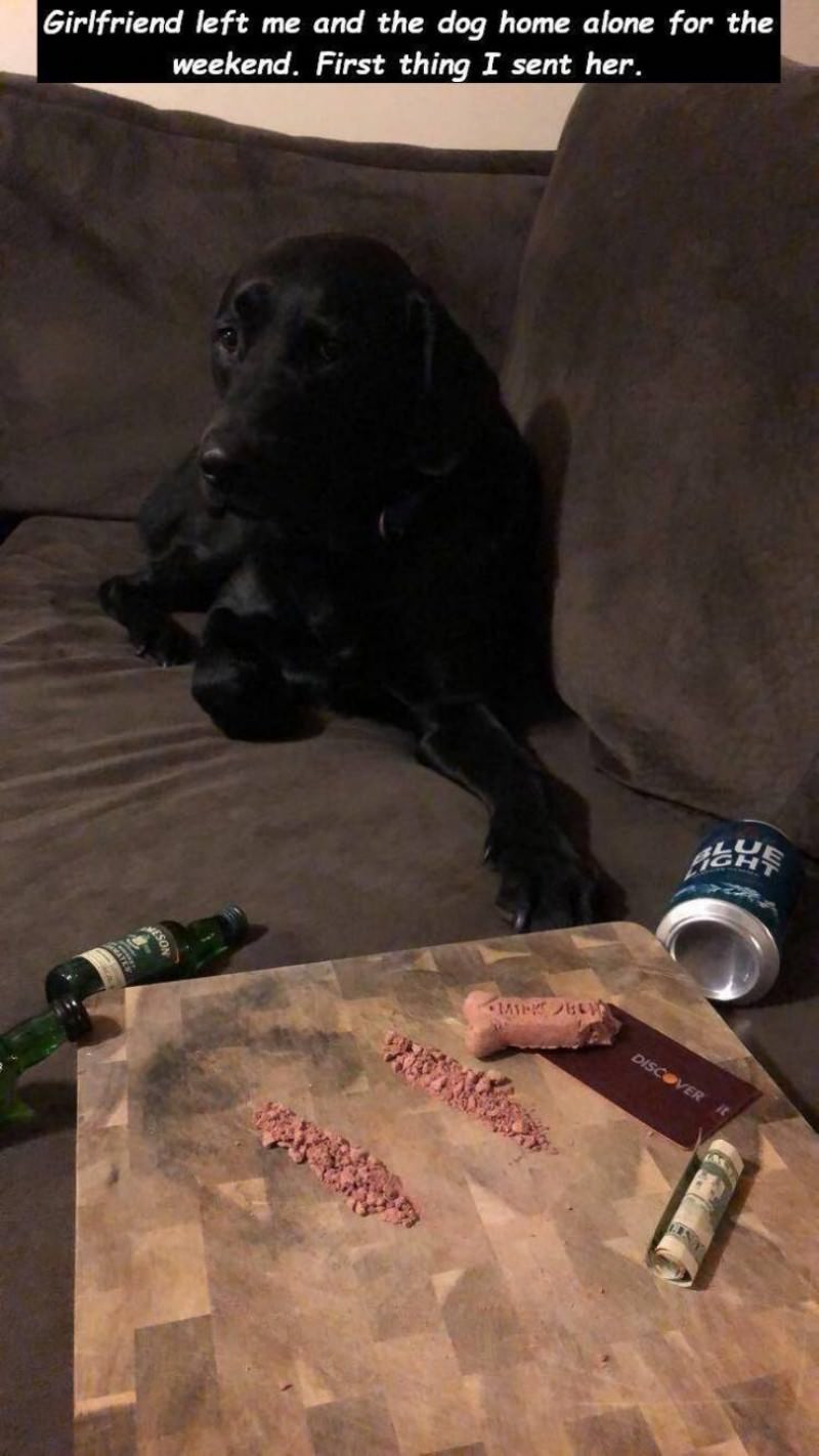 You Animal