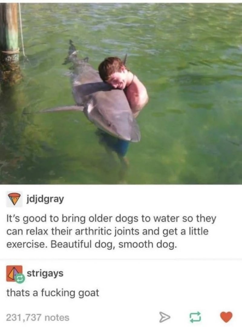 You Animal